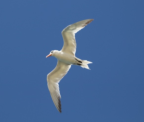 Royal Tern - ML643841806