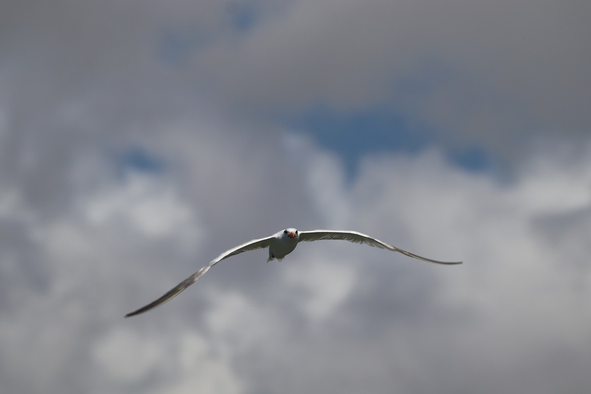 Royal Tern - ML643841807