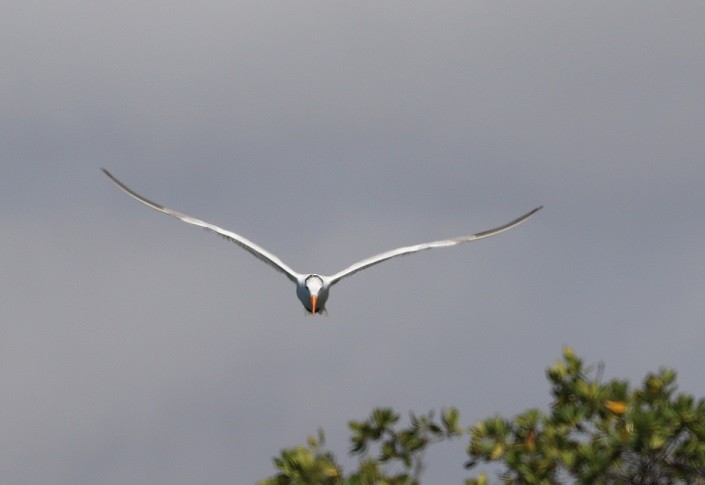 Royal Tern - ML643841808