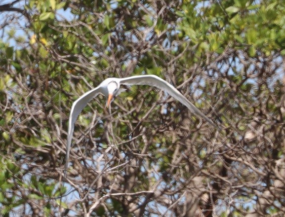 Royal Tern - ML643841809