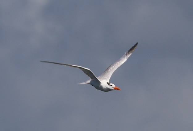 Royal Tern - ML643841810