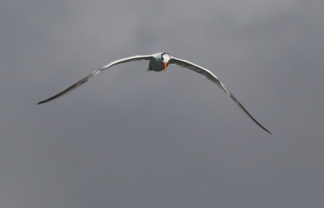 Royal Tern - ML643841811