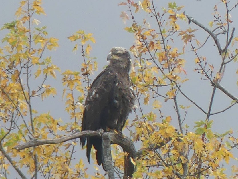 Bald Eagle - ML643841828