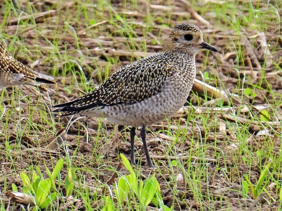 European Golden-Plover - ML643841839