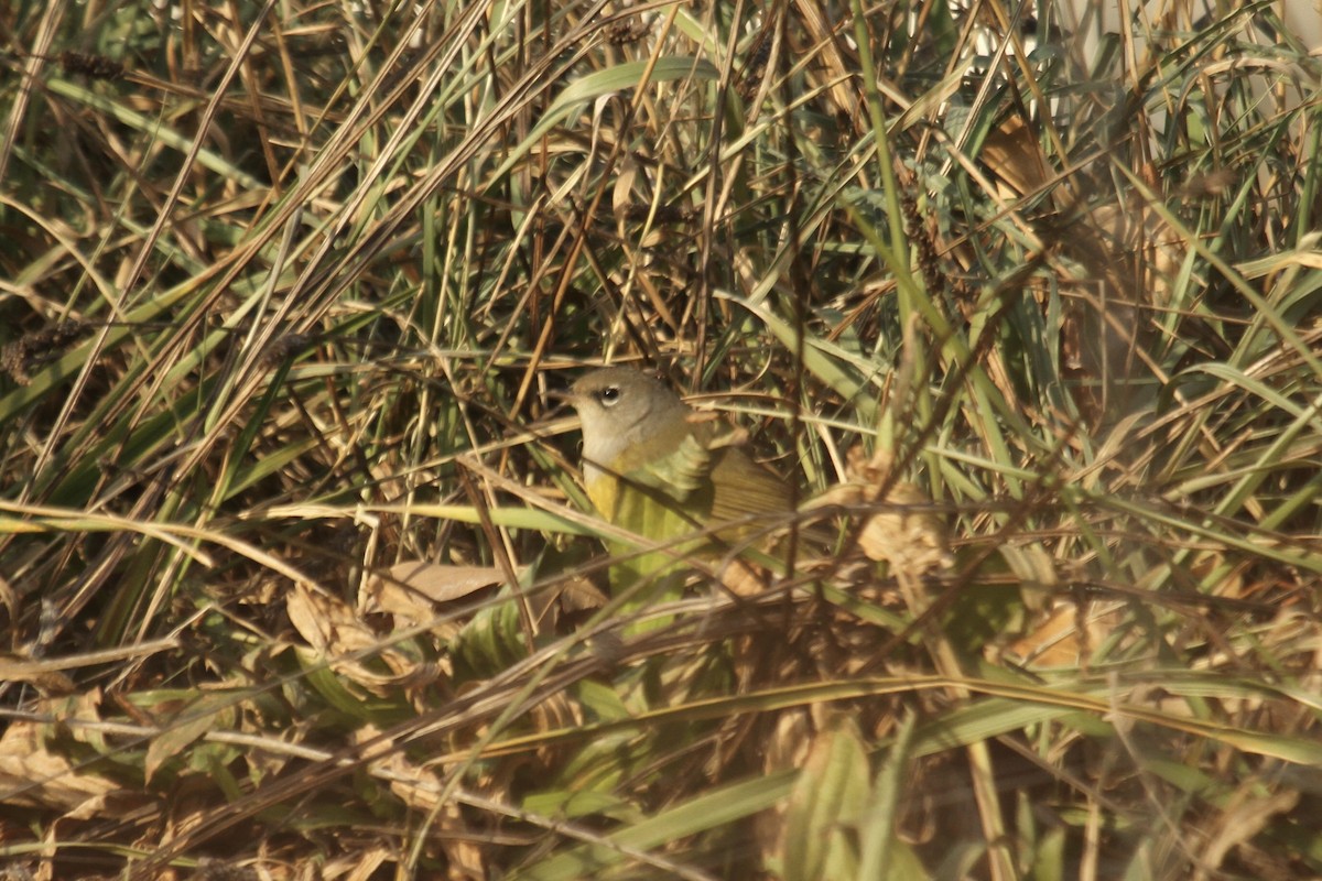 kjerrparula - ML643841853