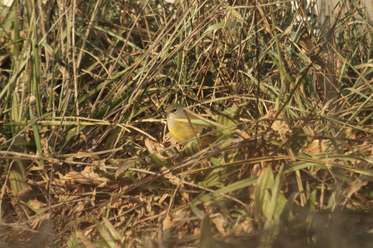kjerrparula - ML643841854