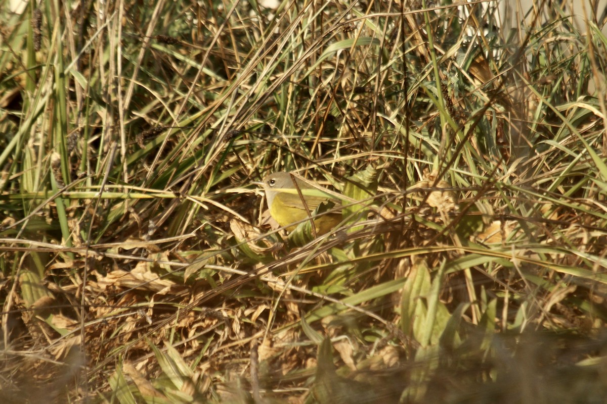 kjerrparula - ML643841855