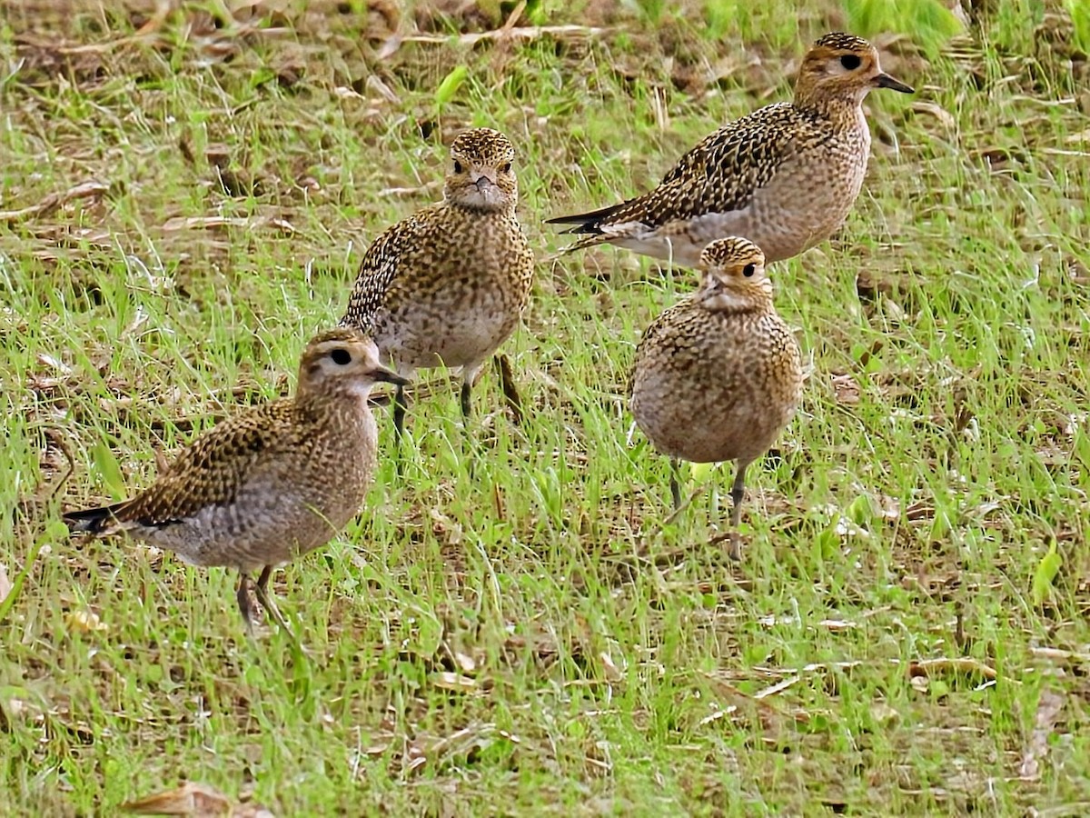 European Golden-Plover - ML643841856