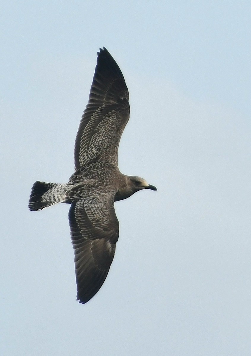 Goéland brun - ML643841859