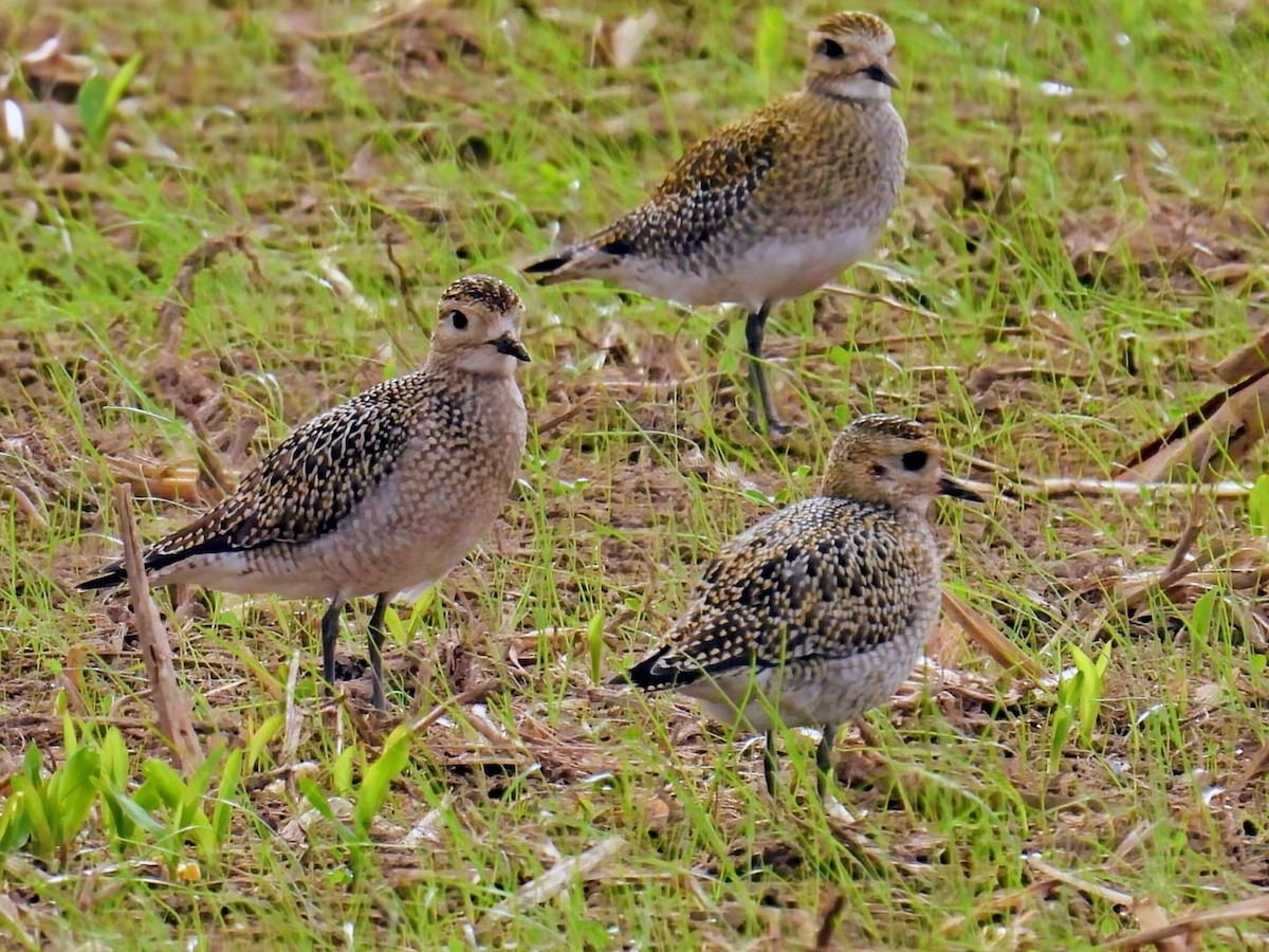 European Golden-Plover - ML643841871