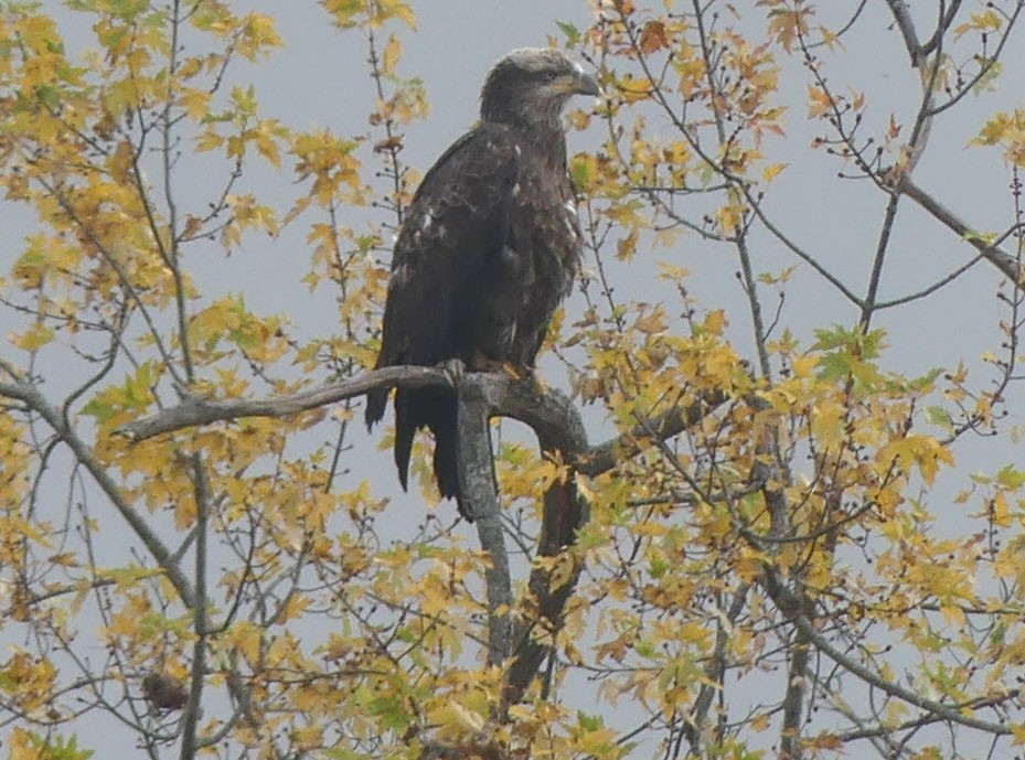 Bald Eagle - ML643841872