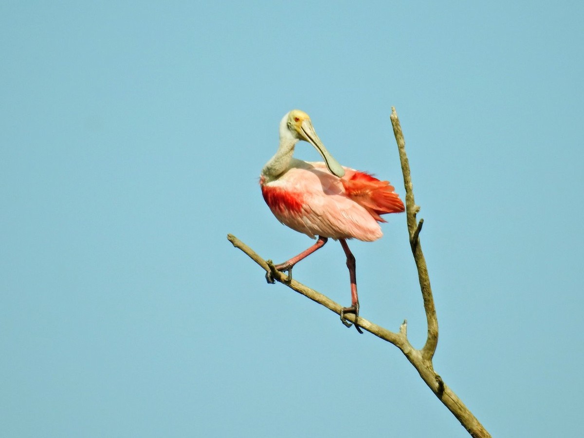 Espátula Rosada - ML643841887