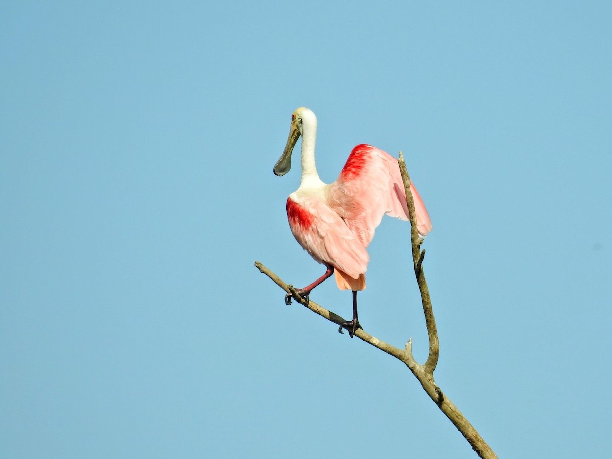 Espátula Rosada - ML643841889