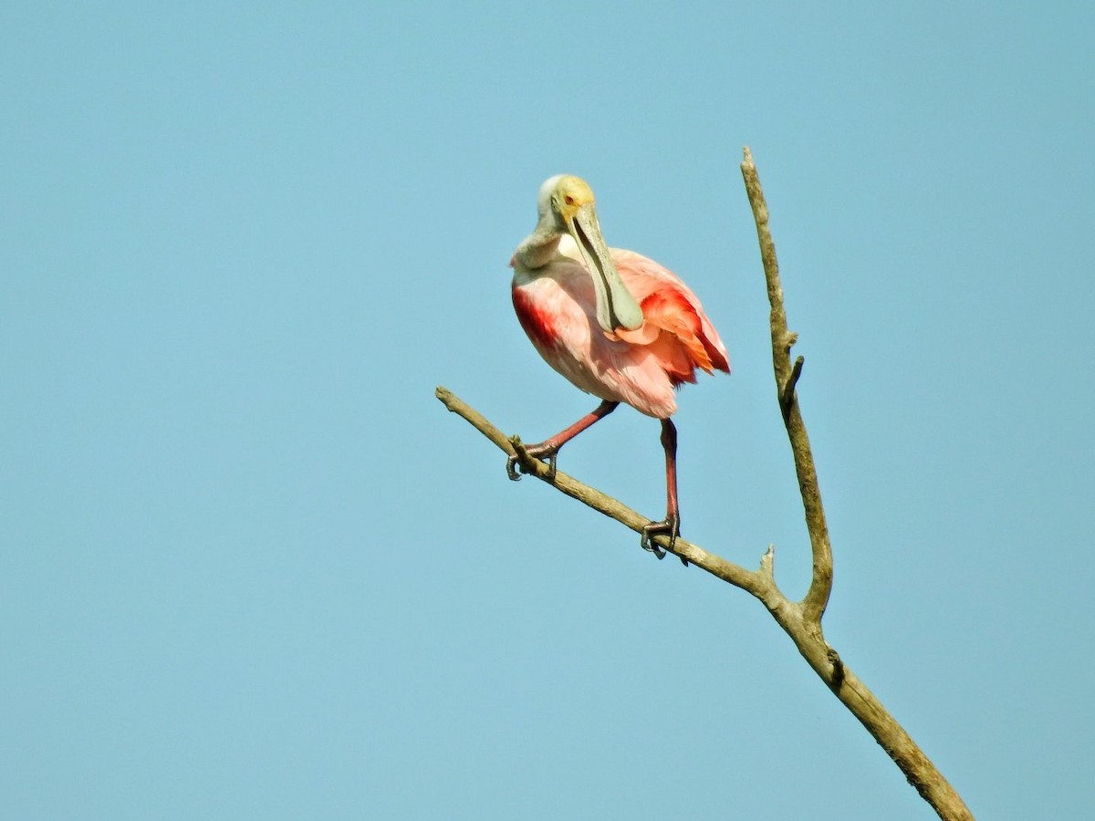Espátula Rosada - ML643841892