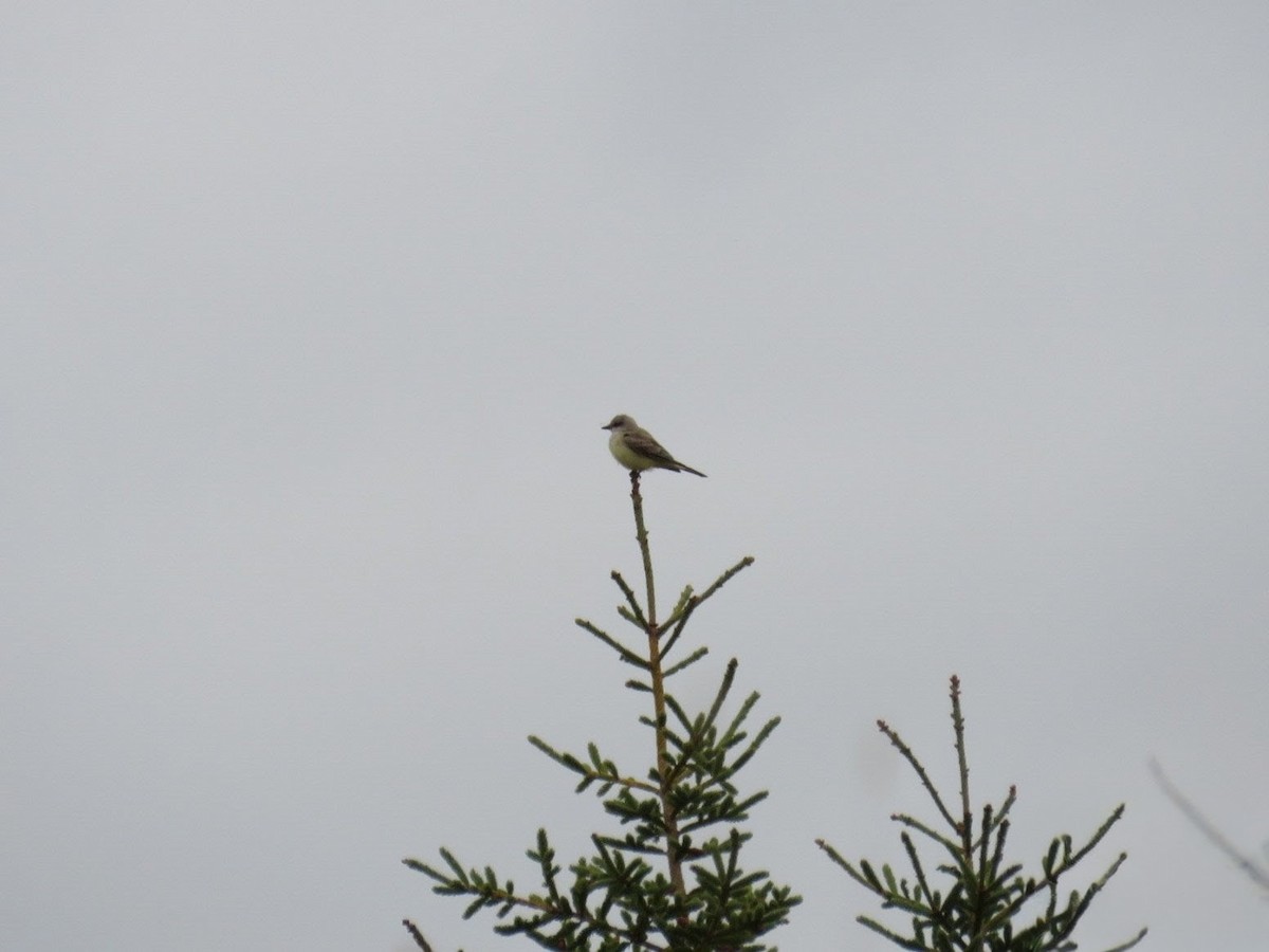 Western Kingbird - ML643841894