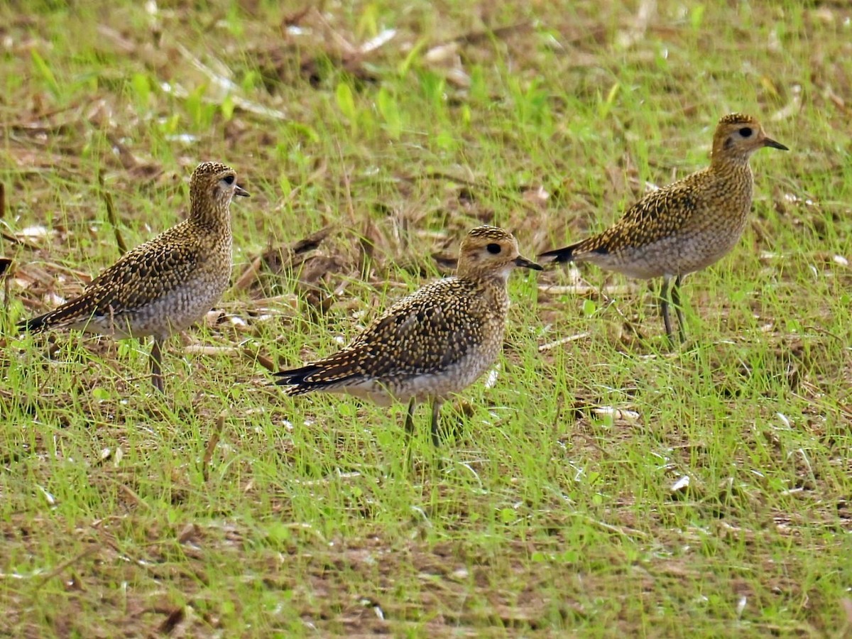 European Golden-Plover - ML643841895