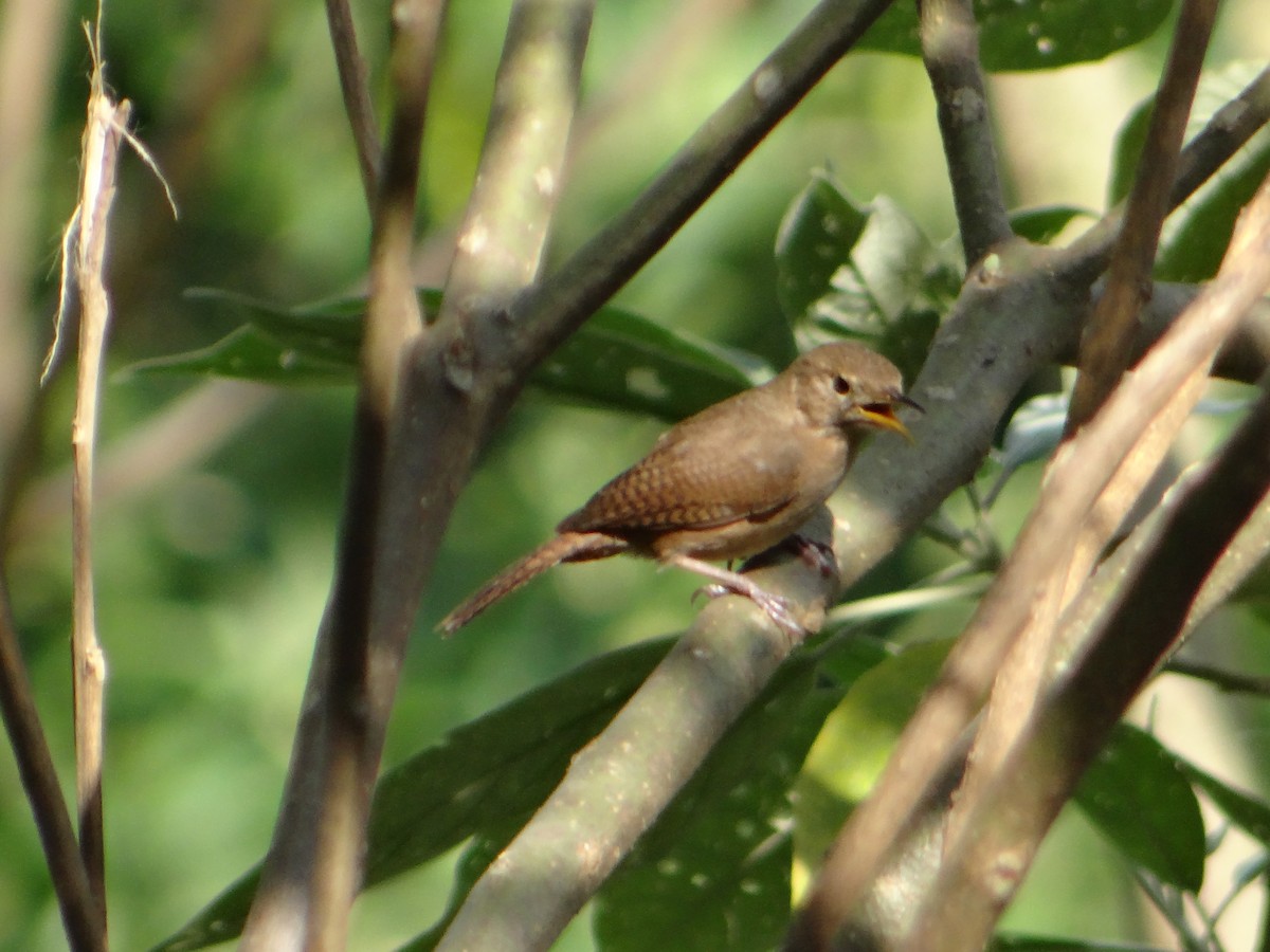 Southern House Wren - ML643841906