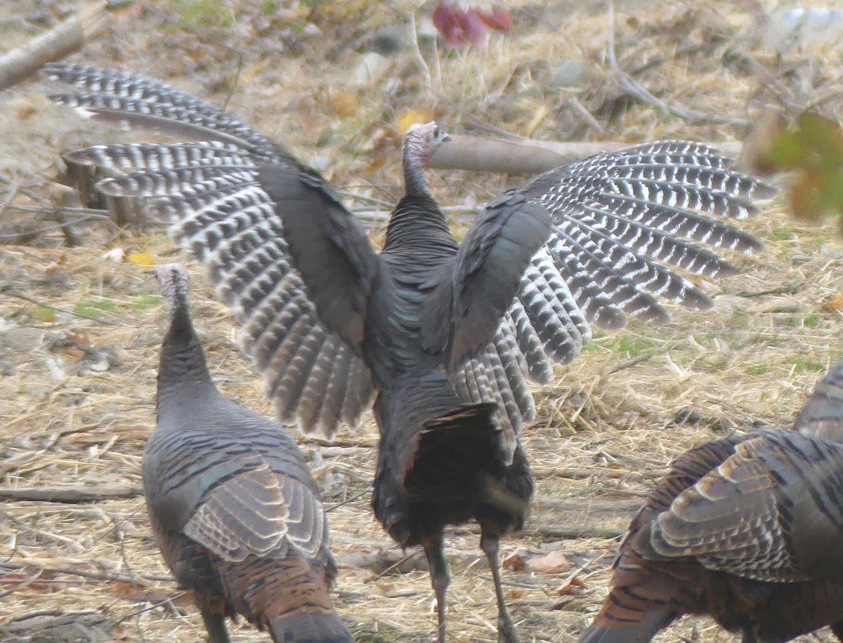 Wild Turkey - ML643841912