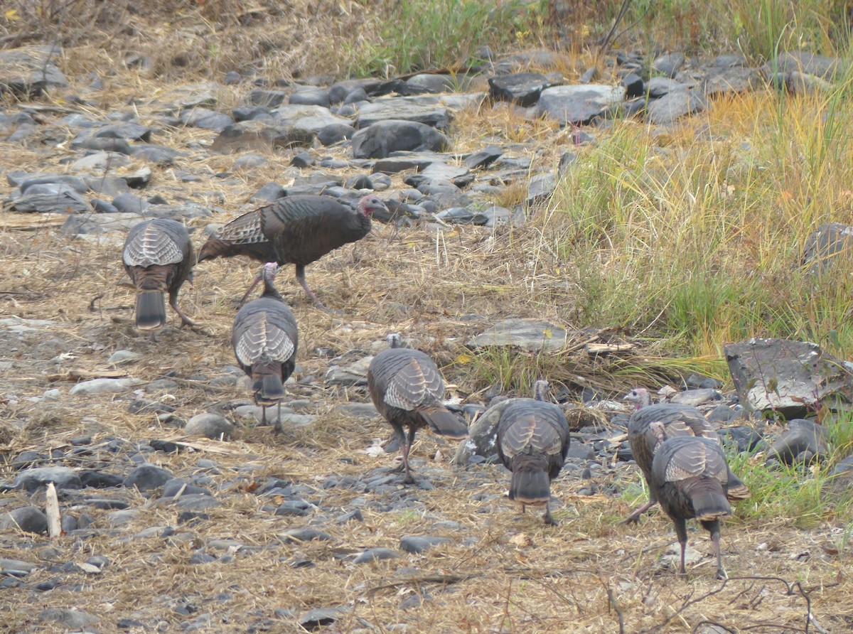 Wild Turkey - ML643841921