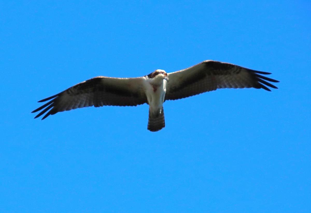 Balbuzard pêcheur - ML643841928