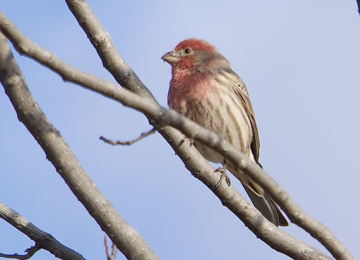House Finch - ML643841951