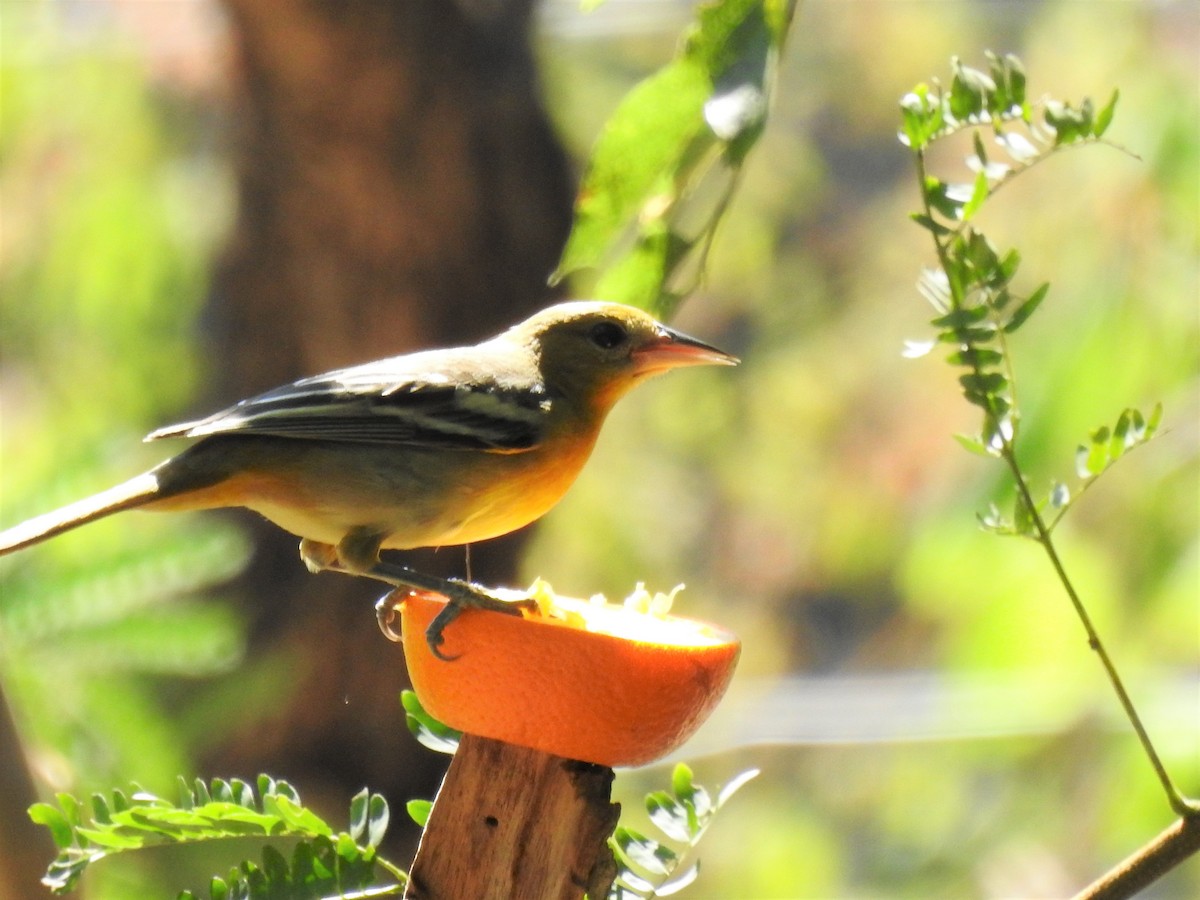 Oriole de Baltimore - ML643841952