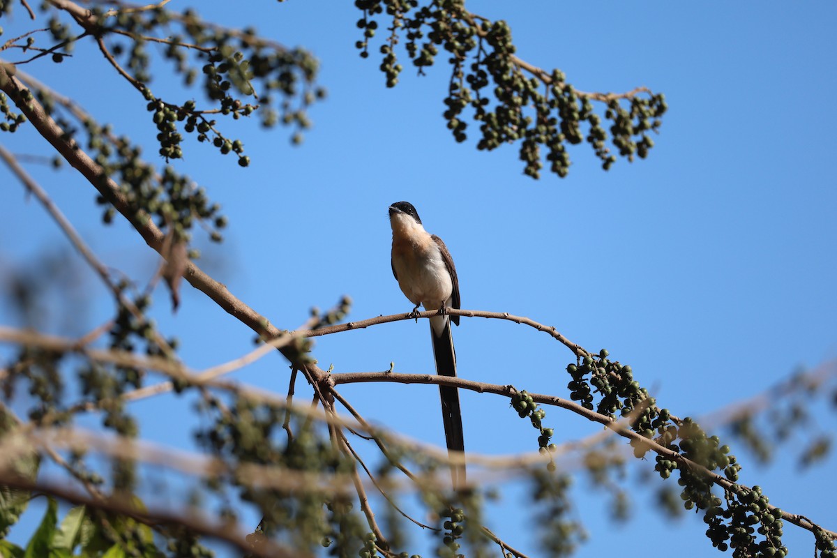 Fork-tailed Flycatcher (savana) - ML643841955