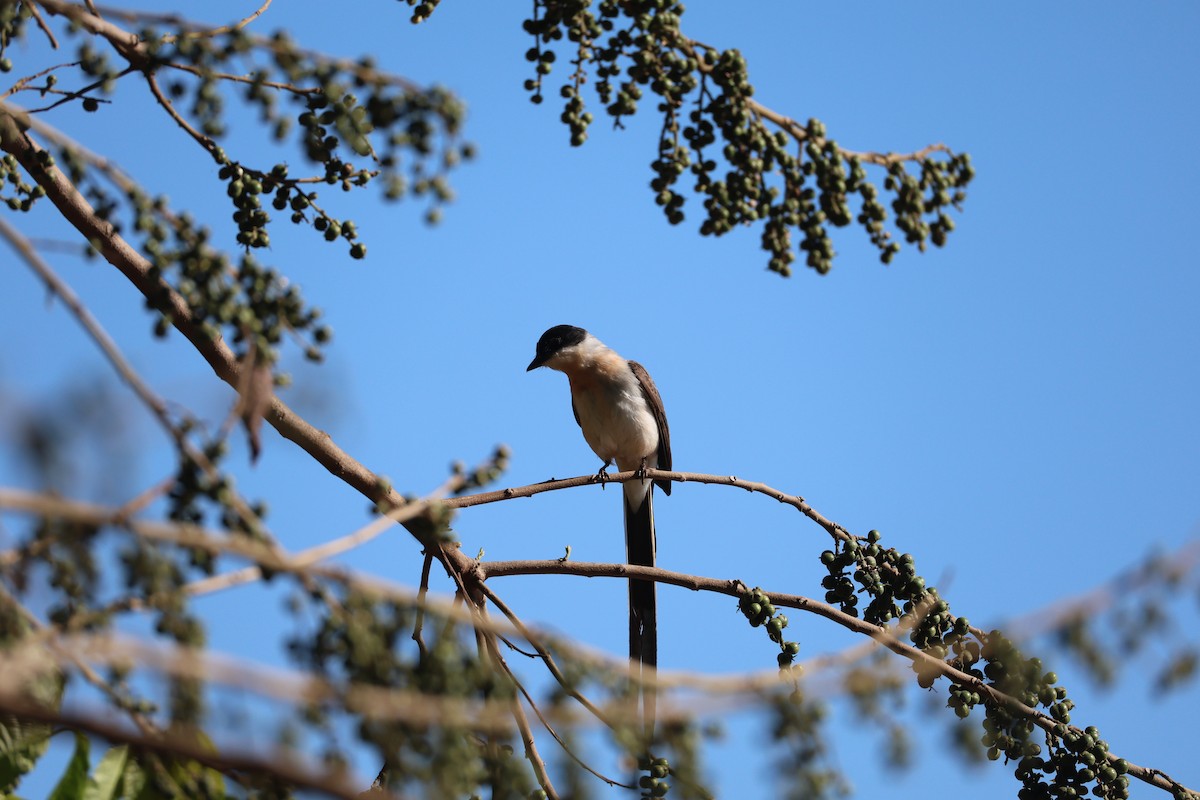 Fork-tailed Flycatcher (savana) - ML643841956