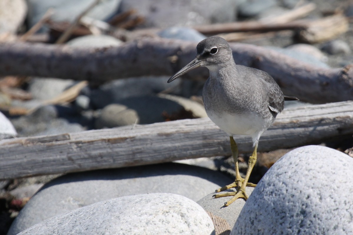 Wandering Tattler - ML643841961