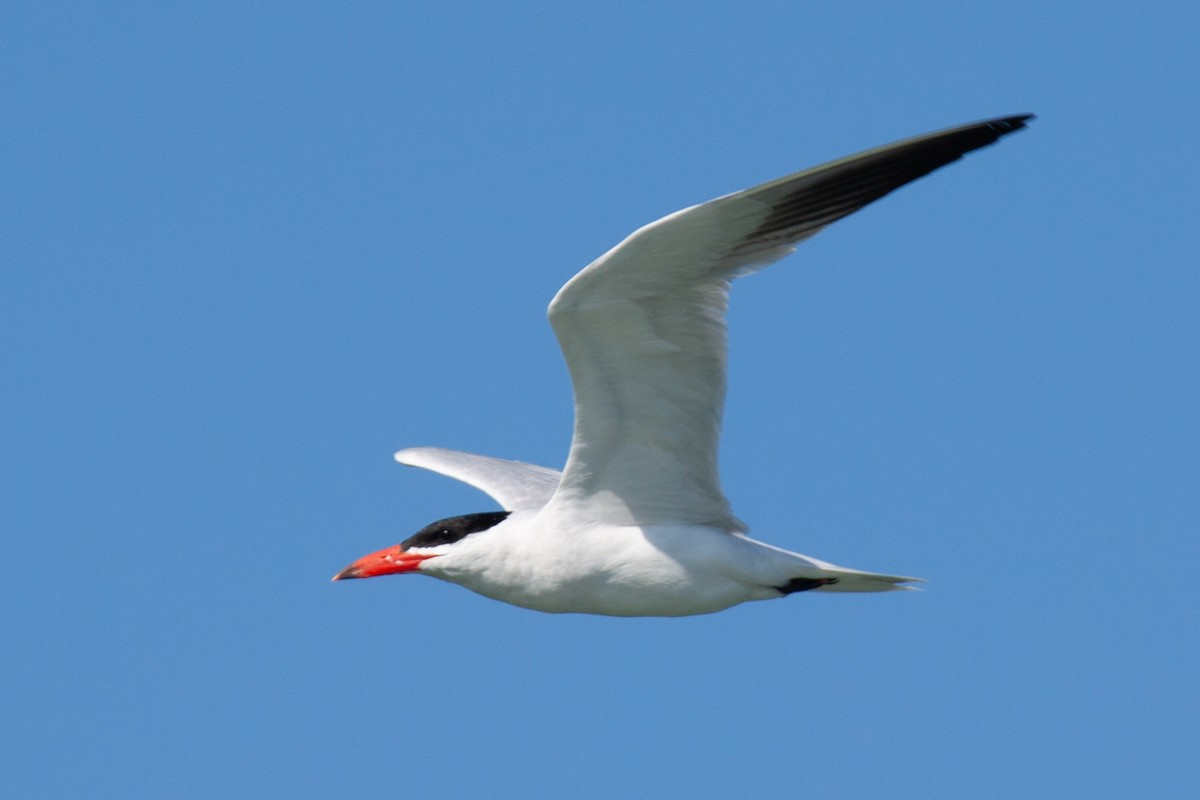 Caspian Tern - ML643841962