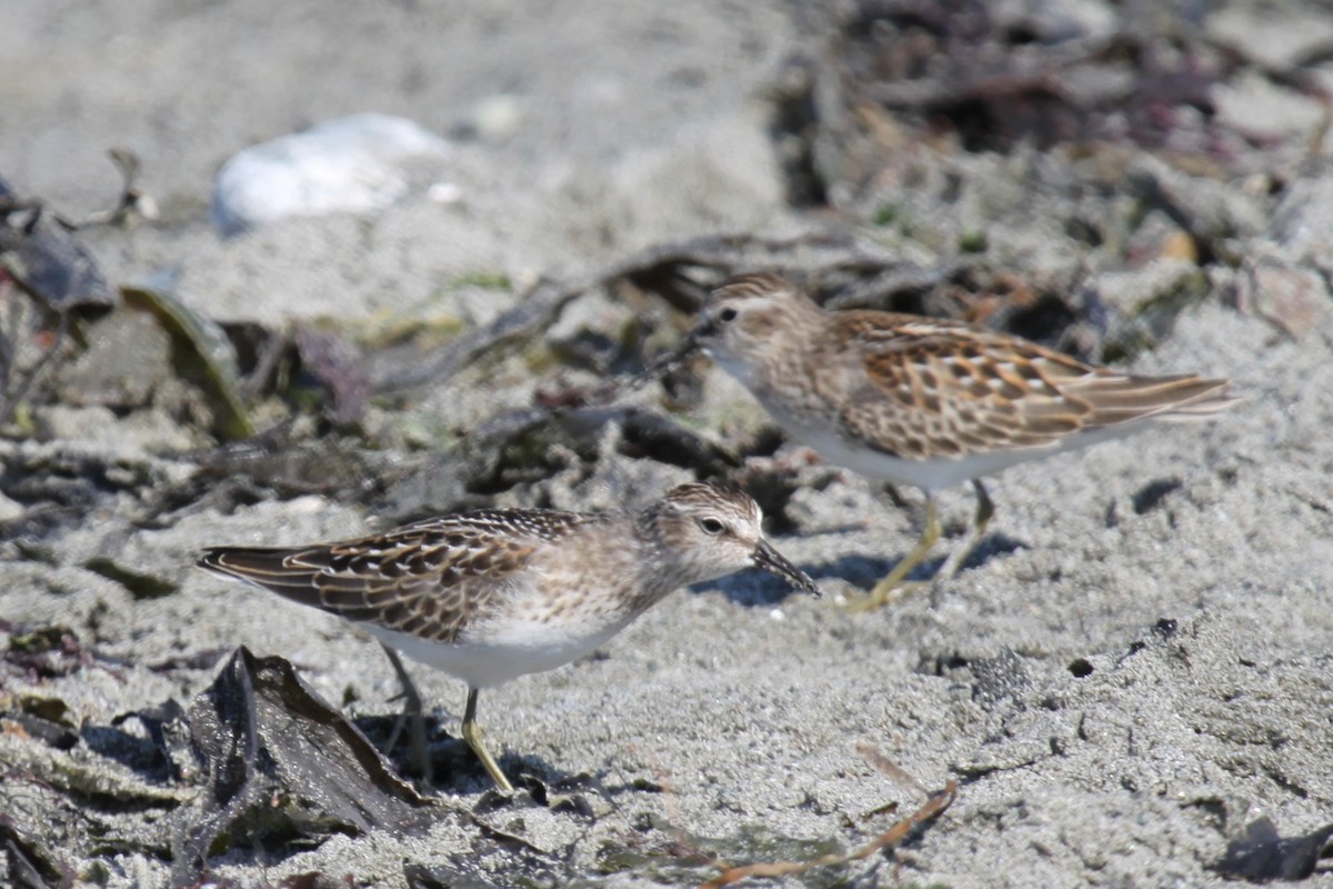 Least Sandpiper - ML643841963