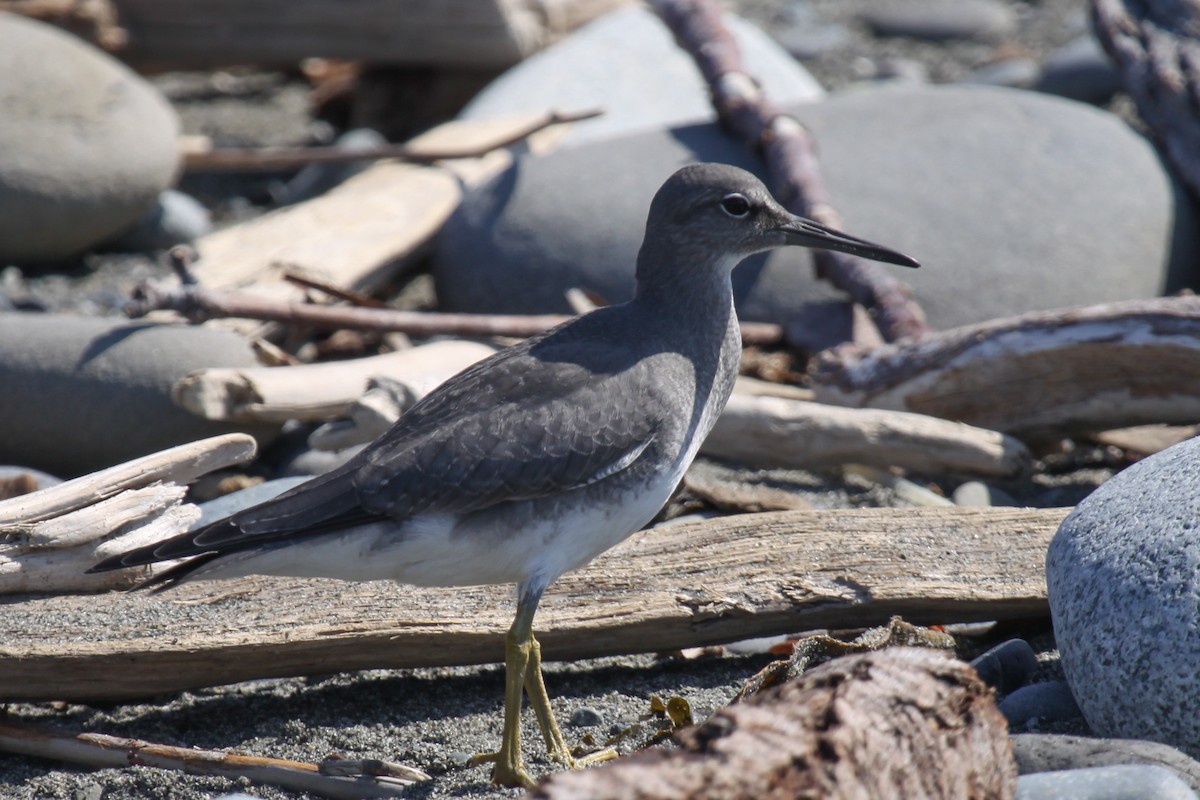Wandering Tattler - ML643841964
