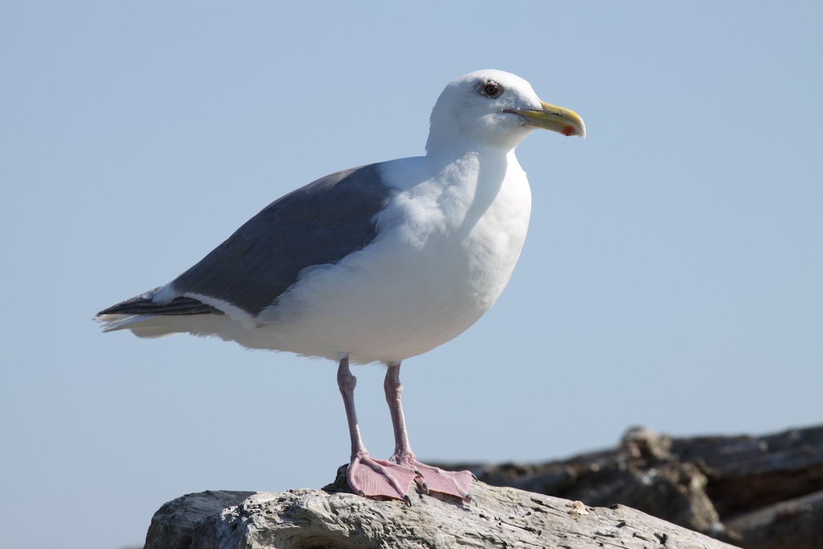 Western Gull - ML643841965