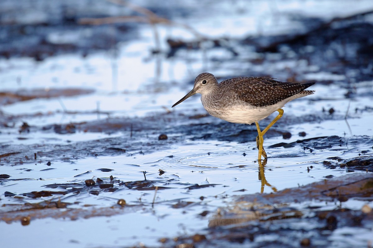 Greater Yellowlegs - ML643841980