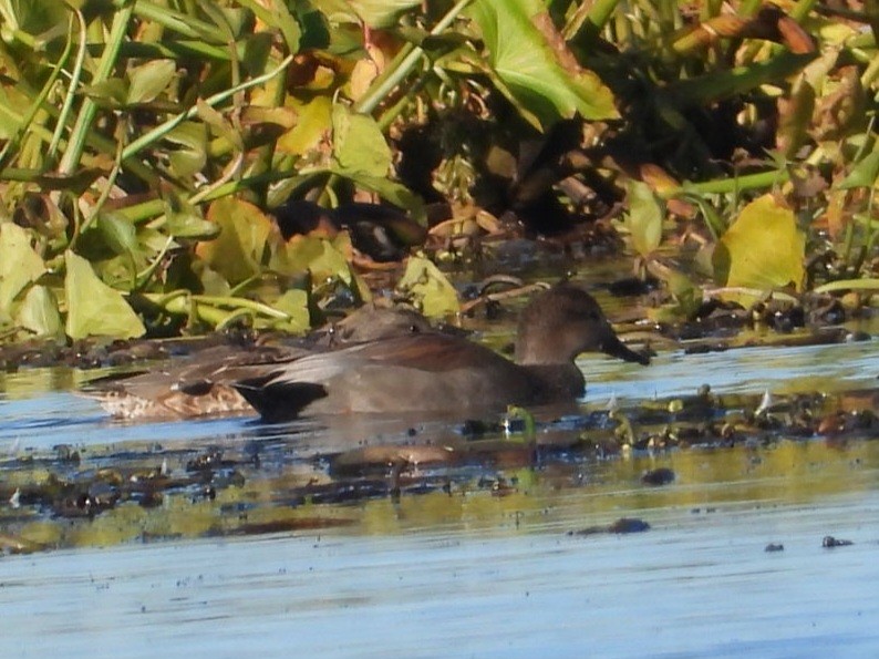 Canard chipeau - ML643841982