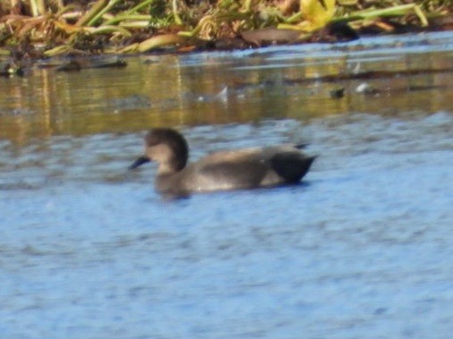 Canard chipeau - ML643841983