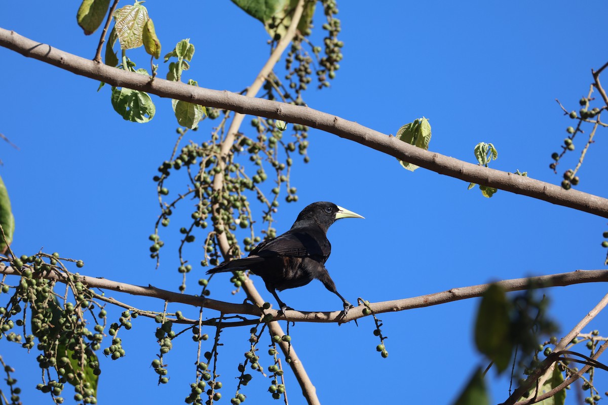 Red-rumped Cacique - ML643841985