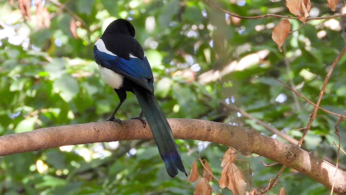 Eurasian Magpie - ML643841986