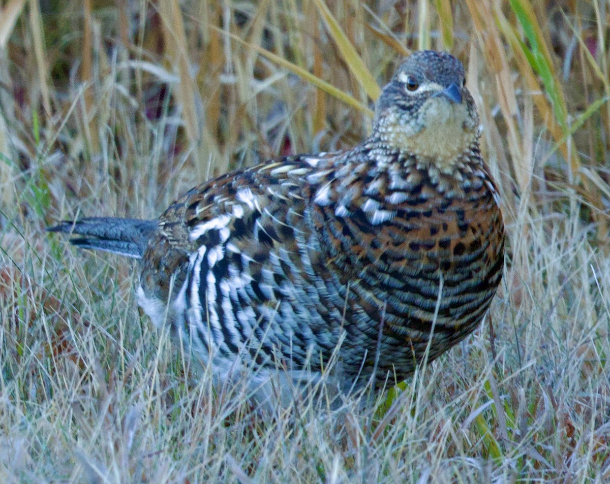 Ruffed Grouse - ML643841995