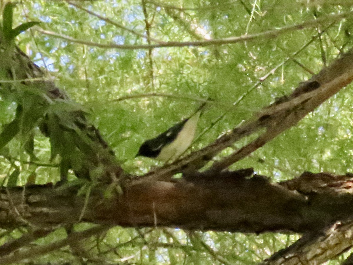 ノドグロルリアメリカムシクイ - ML643841997