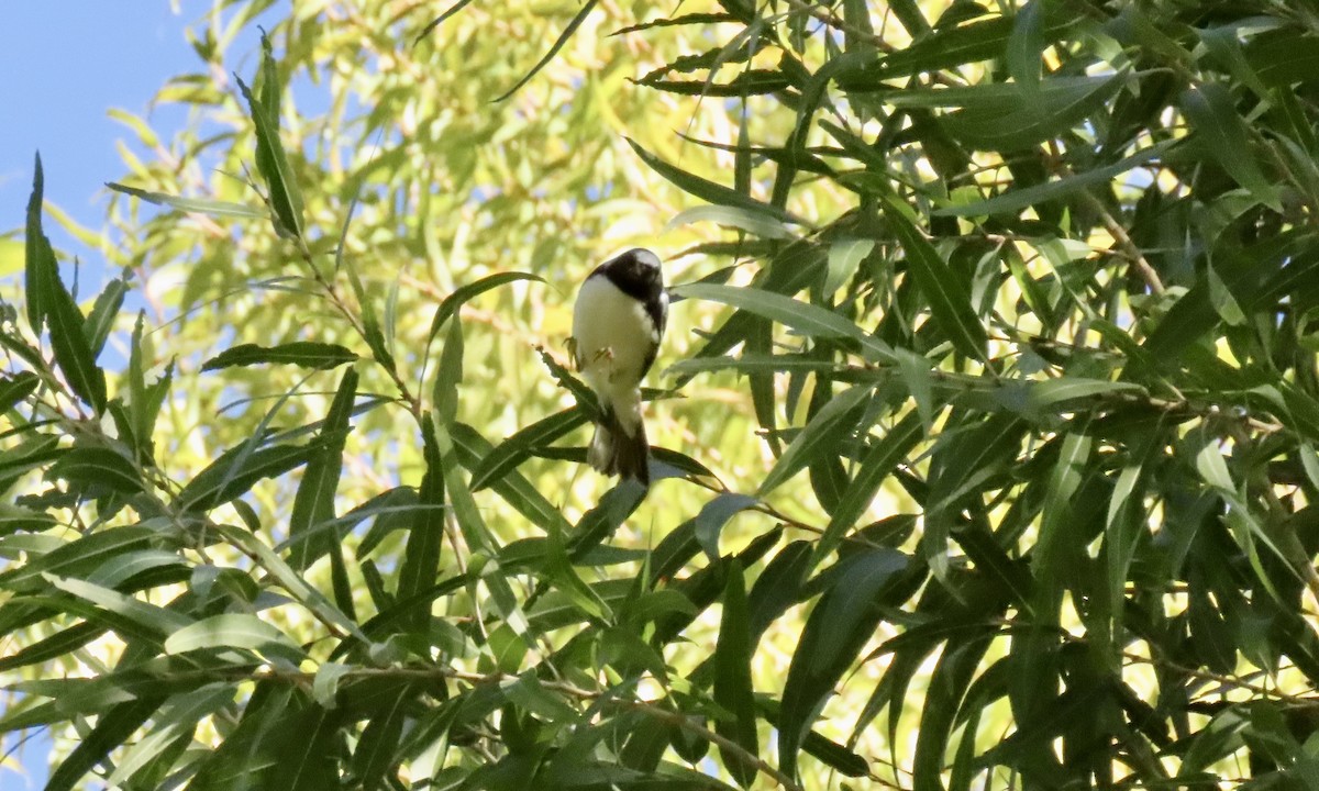 ノドグロルリアメリカムシクイ - ML643841998