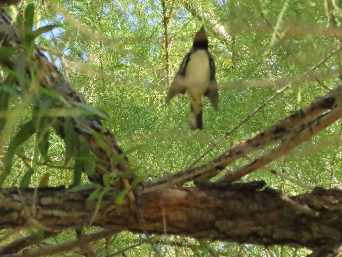 ノドグロルリアメリカムシクイ - ML643842001