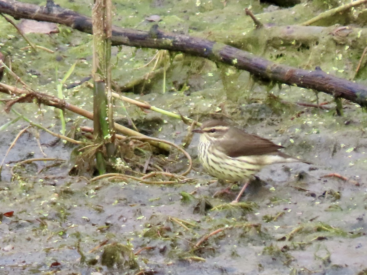 Drosselwaldsänger - ML643842008