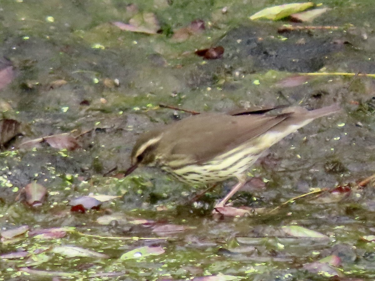 Drosselwaldsänger - ML643842009