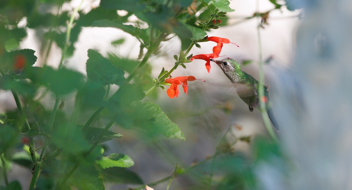 Broad-billed Hummingbird - ML643842016
