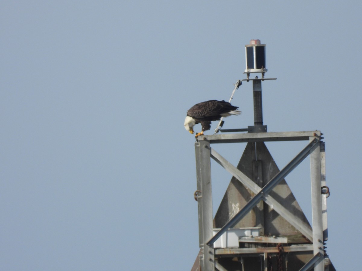 Bald Eagle - ML643842017