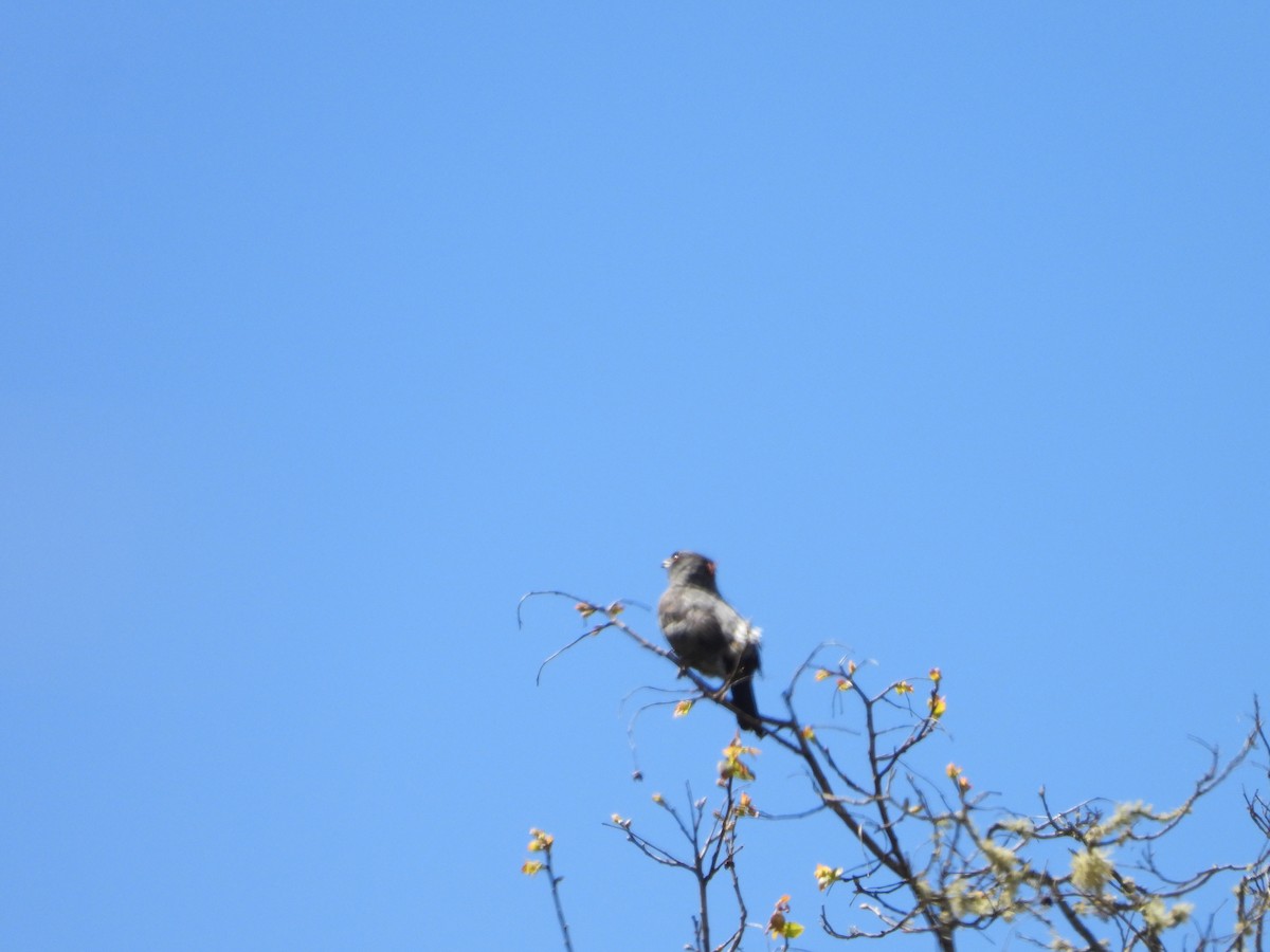 Red-crested Cotinga - valerie pelchat