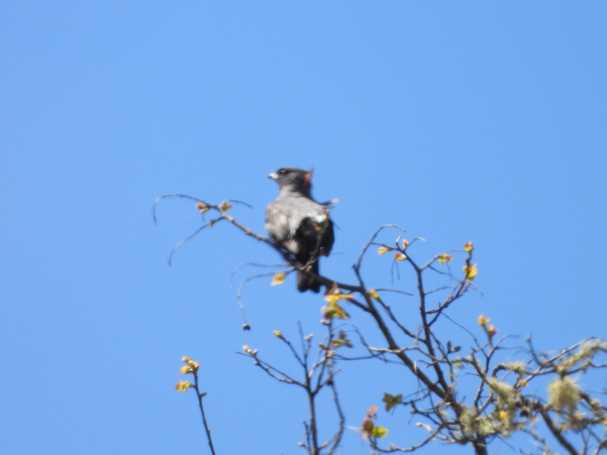 Red-crested Cotinga - valerie pelchat