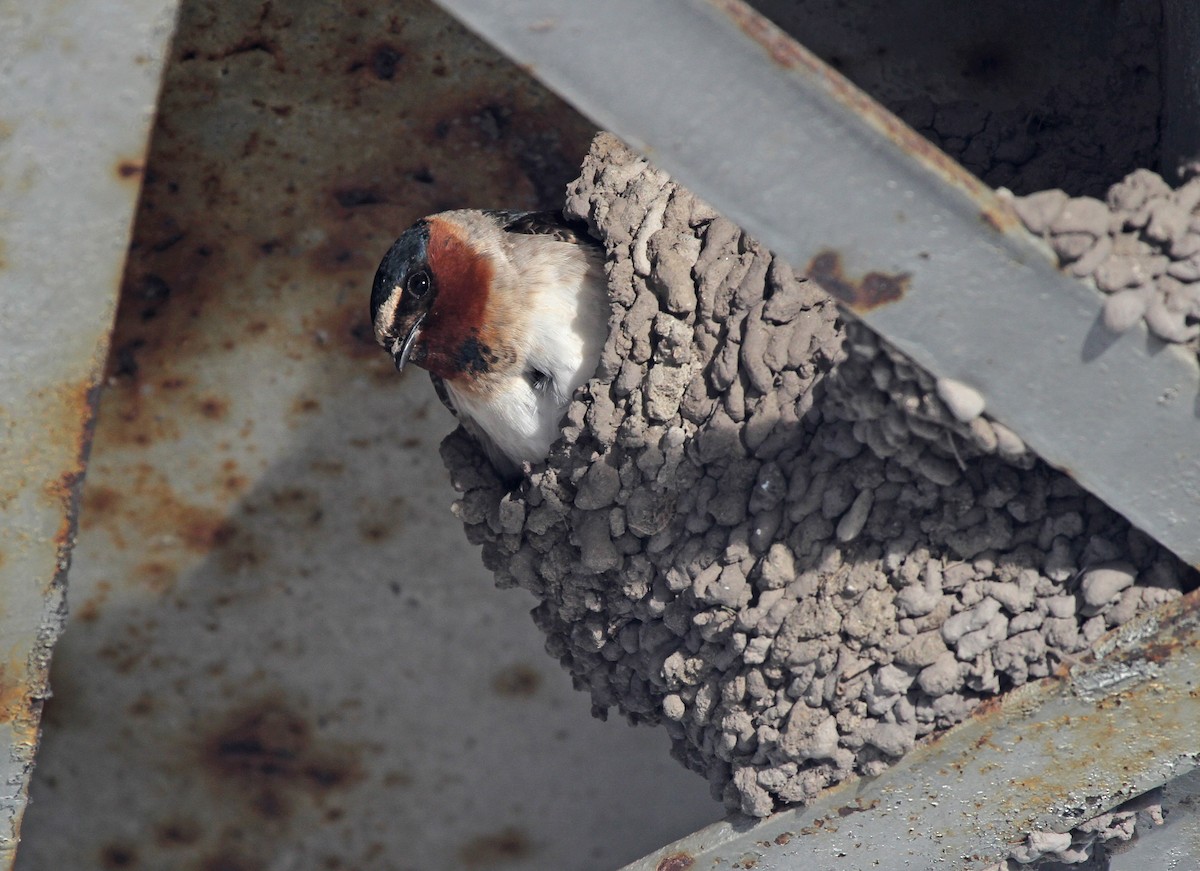 Cliff Swallow - ML643842025