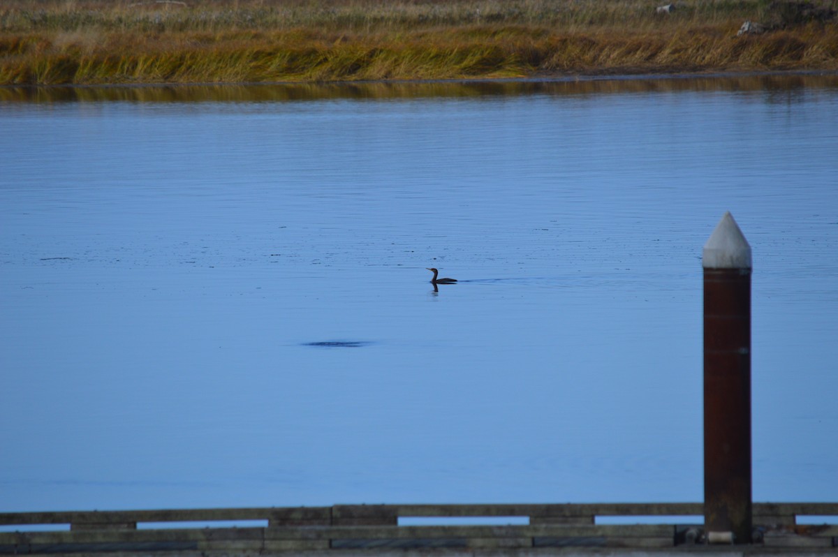 Double-crested Cormorant - ML643842055